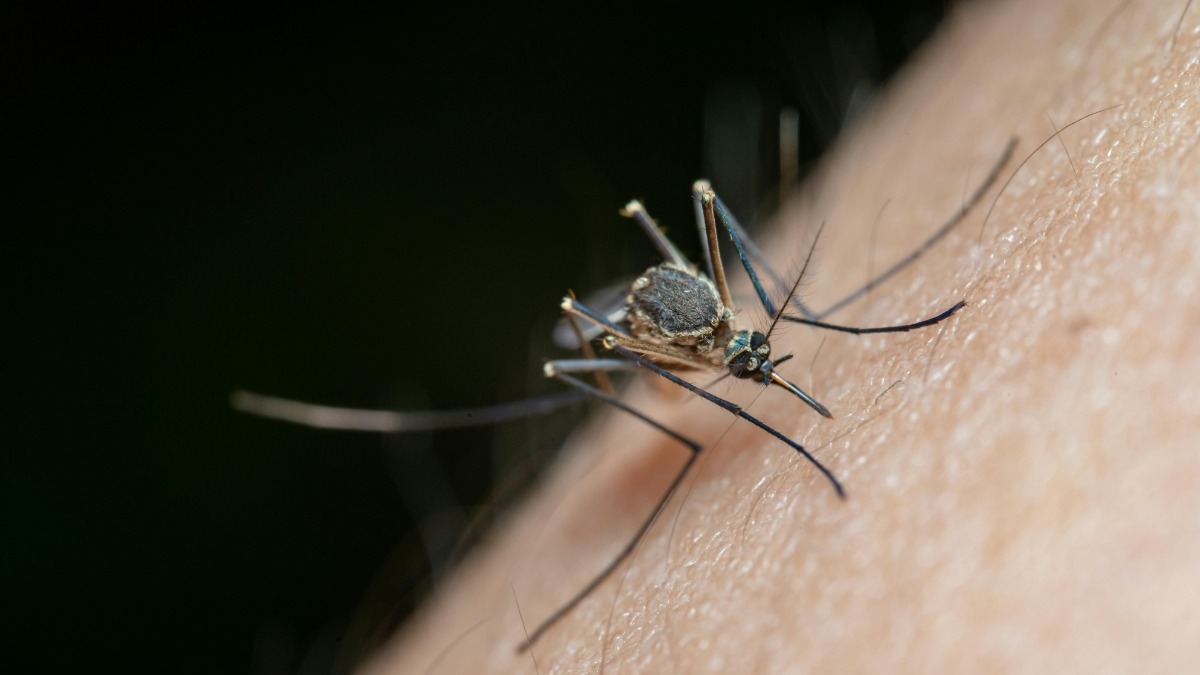 how to protect yourself from dengue in monsoon