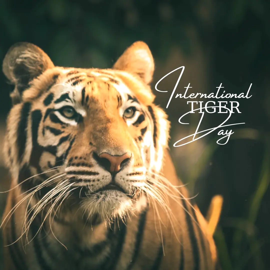 international tiger day 2024