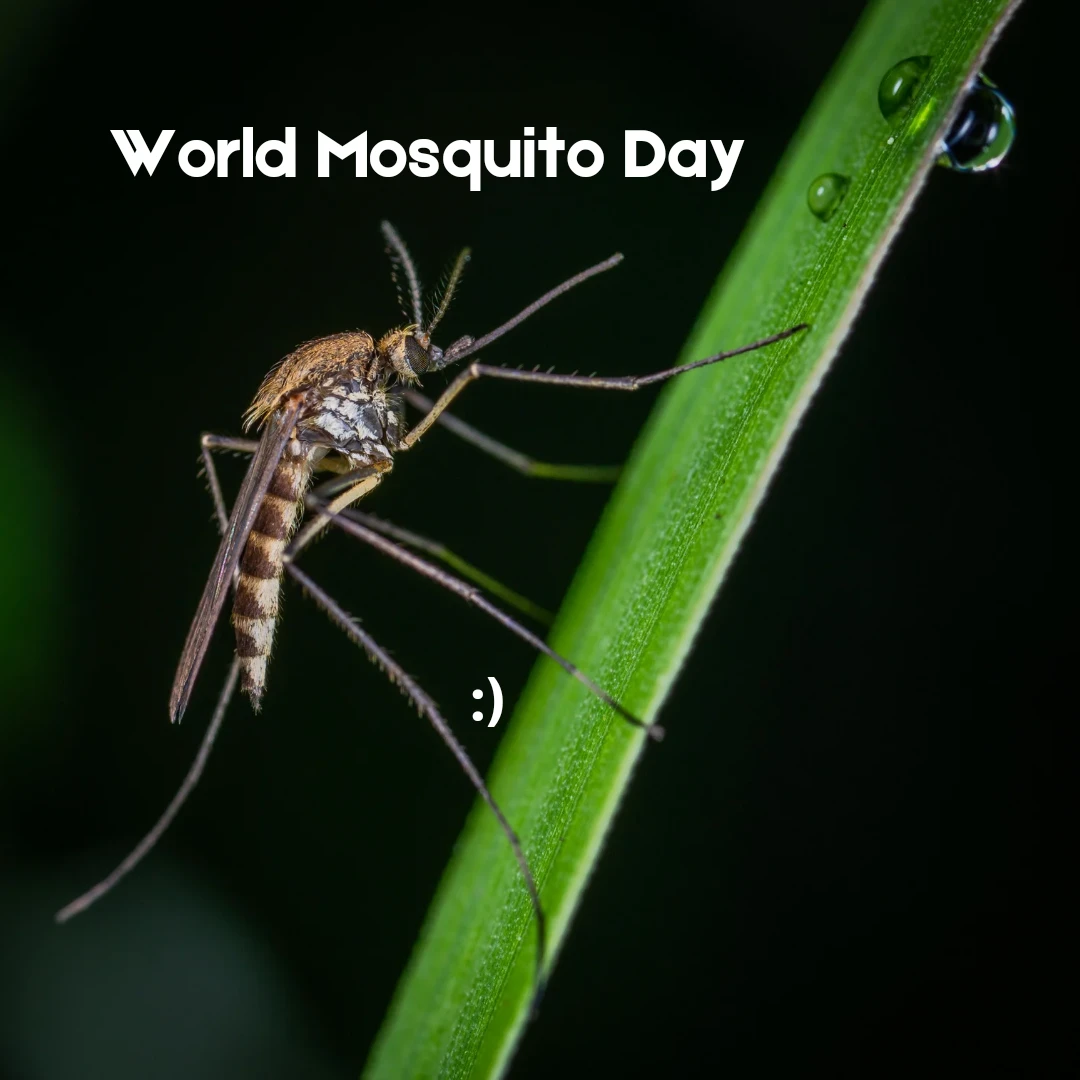 world mosquito day