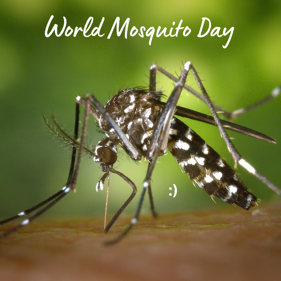 world mosquito day